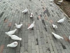 -1982农场