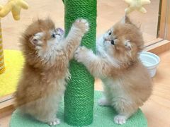 -帕帕拉兹宠物(亚洲旗舰店)