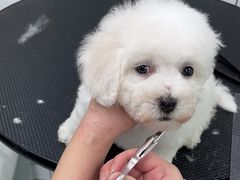 -唐小姐の猫狗洗护·购宠旗舰店(周浦万达店)