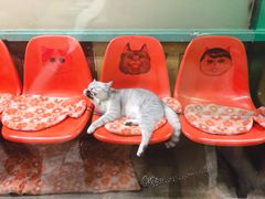 -猫咪博物馆(顶澳仔猫街店)