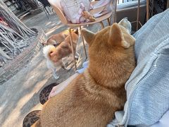 -柴犬高等学院·狗咖·柴犬售卖·宠物训练