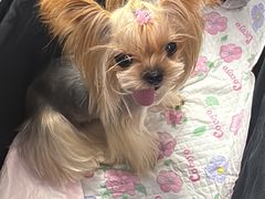 -FAELING PETS美天灵宠物(富力广场店)