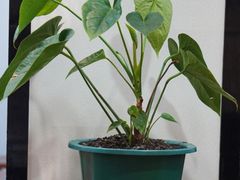 -班花麻辣烫(南京概念店)