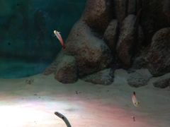 -暹罗海洋世界