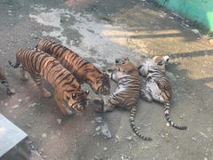 -栾川竹海野生动物园