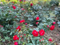 -人民公园(罗湖区)