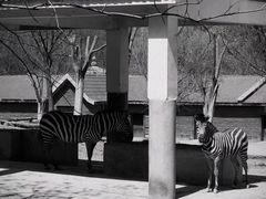 -石家庄市动物园