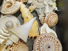 -青岛贝壳博物馆