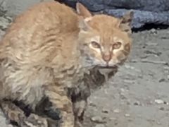 -爱贝特动物医院·猫口炎专科