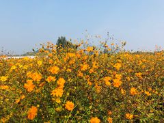 -北京东方普罗旺斯薰衣草庄园