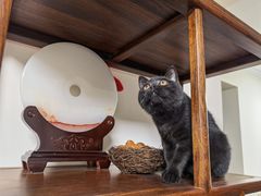 -糯米喵星人总部直营旗舰店·猫舍·幼猫出售