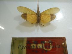 -上海昆虫博物馆