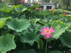 -白洋淀景区