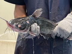 -鱼酷活鱼烤鱼(恒隆广场店)