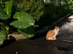 -三色堇(小通巷店)