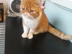 -平行世界·猫咖(首经贸店)