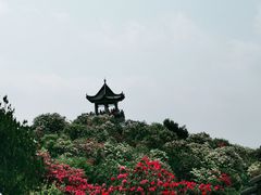 -贵州百里杜鹃风景名胜区