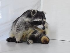 -浣熊柯尔鸭土拨鼠·电玩咖