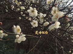-杭州植物园