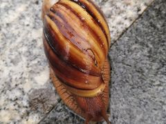 -厦门国家会计学院