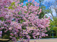 -京都御所