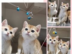 -东方名猫馆·英短金渐层布偶猫舍(环线广场1号楼店)