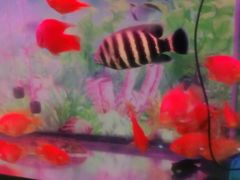 -清真悦宾楼食府(海湖店)
