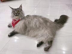 -老吴的猫·猫舍(新区店)