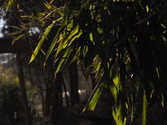 -原山国家森林公园