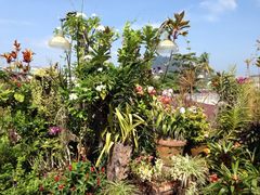 植物-自然餐厅(Phuket)