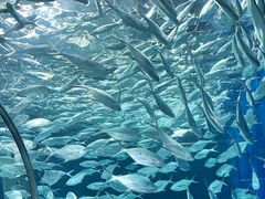 -上海海洋水族馆