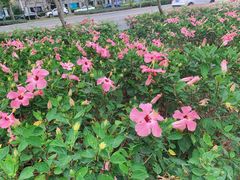 -福田红树林生态公园