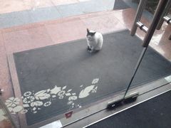 圣诞节在门口端坐的猫-星巴克(美丽华花园店)