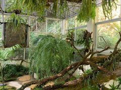 -深圳仙湖植物园