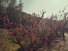 -南国桃园旅游度假区