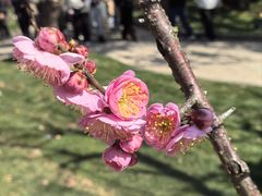 -无锡梅园公园