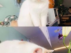 -平行世界·猫咖(首经贸店)