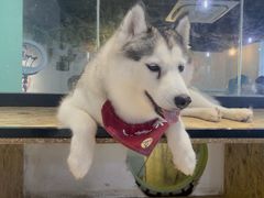 -Husky Go! 哈士奇体验馆·宠物咖啡厅狗咖