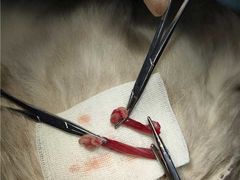 -爱诺耐芙动物医院(万博店)