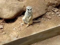 -石家庄市动物园