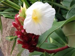 iphone_upload_pic-普吉岛卡塔阿维斯塔诺富特酒店度假村