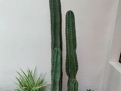 -稀物集咖啡(徽州大道店)