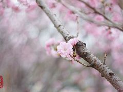 -天适樱花悠乐园