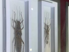 -上海昆虫博物馆