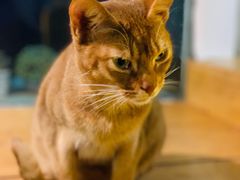 -猫小院猫主题咖啡厅(北锣店)