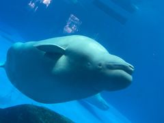 -海合安成都极地海洋公园