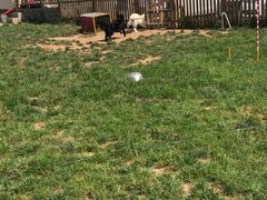 -趣玩宠物乐园寄养训犬训狗游泳池