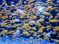 -成都浩海立方海洋公园