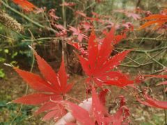 -兴福老面馆(寺路街店)