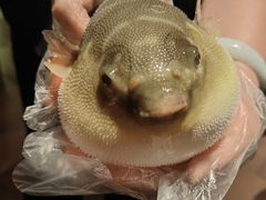 -肆月河豚·淮扬菜·湘菜(华天店)